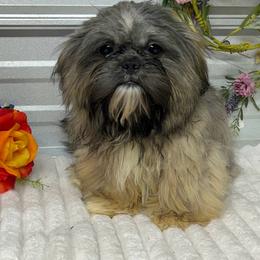 Ace - Blue male Shih Tzu puppy in Elgin, South Carolina from Silver Bells Paw Prints