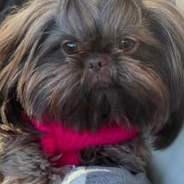 Shih Tzu Puppies from N.F.S.T Imperial ShihTzu Puppies.