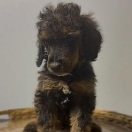 Comet - Sable male Poodle puppy in Grovetown, Georgia from PND Kennel