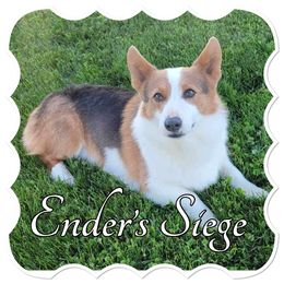 Ender - Pembroke Welsh Corgi