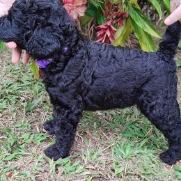 Poodle Puppies from GYCAM STANDARD POODLE
