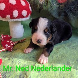 Ned Nederlander - Black rust and white male Bernese Mountain Dog puppy in Marion, Indiana from Zarah's Bernese Mountain Dogs