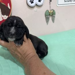 Inkie - Black and white male Basset Hound puppy in Pilot Mtn, North Carolina from Lowdown Love Basset Hounds