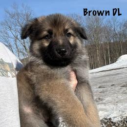 Brown DL - Sable male German Shepherd puppy in Terra Alta, West Virginia from Shepherd Country Farm and Kennels