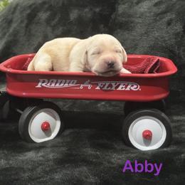 Abby - Yellow female Labrador Retriever puppy in Tigard, Oregon from Morrison Labrador Retreivers