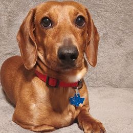 Dachshunds from Weiner Warriors