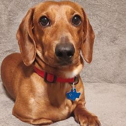 Dachshunds from Weiner Warriors