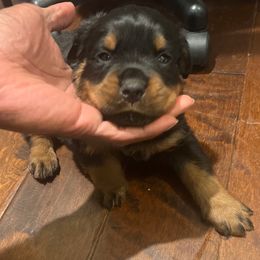 Light blue - Black and rust male Rottweiler puppy in Oakland, Tennessee from House of Blu