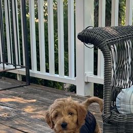 Cooper - Apricot male Goldendoodle puppy in Mint Hill, North Carolina from DoodleForever