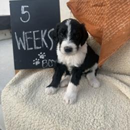 Green - Black and white male Sheepadoodle puppy in Whittier, California from HOUSE OF DOODLES