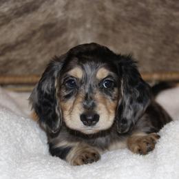 Dachshund Puppies from Rustic Bark Page's Dachshunds