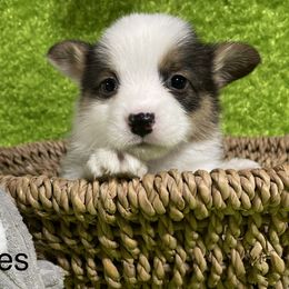 Aussiedoodle, Cavapoo, Cockapoo, and Pembroke Welsh Corgi Puppies from Cobbs Creek Canines