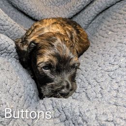 Buttons - Black and tan male Cockapoo puppy in Sunset, Louisiana from Cano Cockapoos