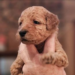 CUPCAKE - Apricot female Goldendoodle puppy in Harris County, Texas from Cute & Curly Doodles