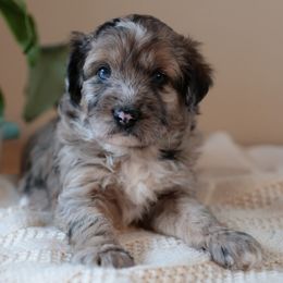 Aussiedoodle Puppies from Doodle Paws Pups
