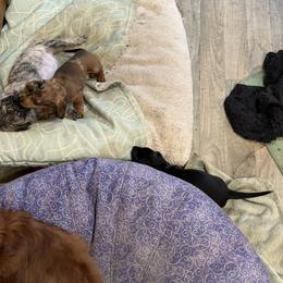 Dachshund Puppies from Witchy Woman’s Wiener’s