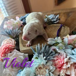 Violet - White and black female Dalmatian puppy in Mount Vernon, Missouri from Spots & Spirals