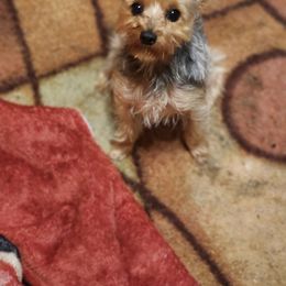 BAMBAM - Yorkshire Terrier