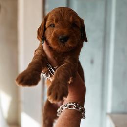 Iron - Red  male Goldendoodle puppy in Shingle Springs, California from Kindred Oak Goldendoodles