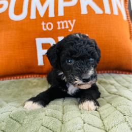 Dolly - Black female Goldendoodle puppy in Auburn, Indiana from Martin’s Doodles