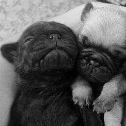 Pugs from Mystic Mountain Pugs