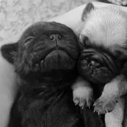 Pugs from Mystic Mountain Pugs