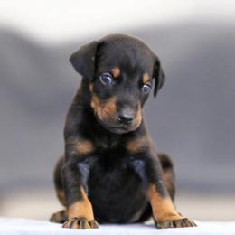 Silverwing - 5350 - Black and rust female Doberman Pinscher puppy in Rockwall, Texas from Elitehaus