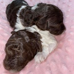 Maltese, Miniature Australian Shepherds, Poodles, Shih Tzus, Toy Australian Shepherds, and Yorkshire Terriers from Love At FURst Sight TX Kiss My Aussie