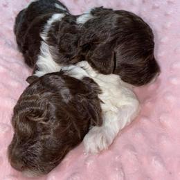 Maltese, Miniature Australian Shepherds, Poodles, Shih Tzus, Toy Australian Shepherds, and Yorkshire Terriers from Love At FURst Sight TX Kiss My Aussie