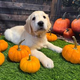 Girl 2 (Canon) (yellow collar) - Light golden female Golden Retriever puppy in Hubbard, Ohio from Whickering Pines Golden Retrievers