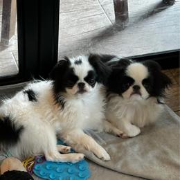 Romeo - Black and white male Japanese Chin puppy in Guthrie, Oklahoma from Tuxedo Japanese Chin