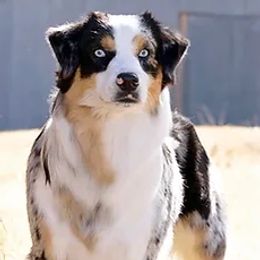 Australian Shepherds, Miniature American Shepherds, and Miniature Australian Shepherds from Diamond H Aussies