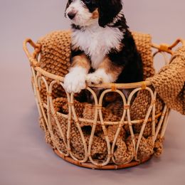 Bernedoodle and Cavapoo Puppies from Coffey House Doodles