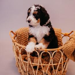 Bernedoodle and Cavapoo Puppies from Coffey House Doodles