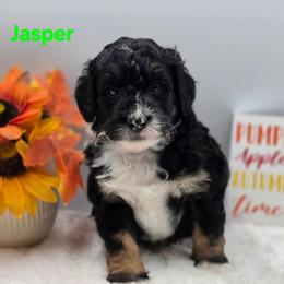 Jasper - Tri-color male Bernedoodle puppy in Summerville, South Carolina from Channys Doodles