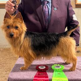 Luna - Australian Terrier