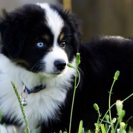 Australian Shepherds and Miniature Australian Shepherds from Grace Oaks Aussies