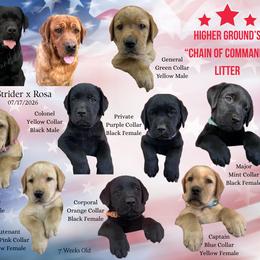 Major Mint - Black female Labrador Retriever puppy in Eaton Rapids, Michigan from Higher Ground Labradors