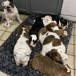 Bulldogs from Southeastern Squishabulls