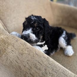 White collar female - Black and white female Bernedoodle puppy in Scottsboro, Alabama from Dixie Land Doodles