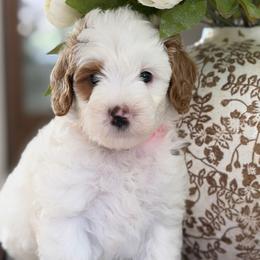 Fudge - Parti female Goldendoodle puppy in Yuciapa, California from AlltheDoodlez_