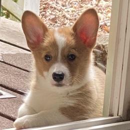 American Corgi and Pembroke Welsh Corgi Puppies from High Cotton Corgis
