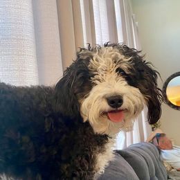 Chloe - Bernedoodle
