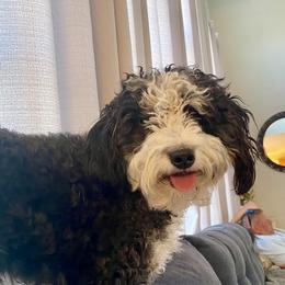Chloe - Bernedoodle