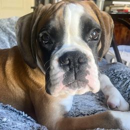 Boxer and Shih Tzu Puppies from L&L European Boxers and Shih Tzus