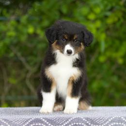 Btf1 - Black tri female Miniature American Shepherd puppy in Stephenville, Texas from Diamond H Aussies