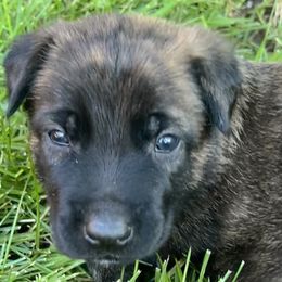 Boy 3 - Dutch Shepherd puppy from North Mountain Dutch Shepherds