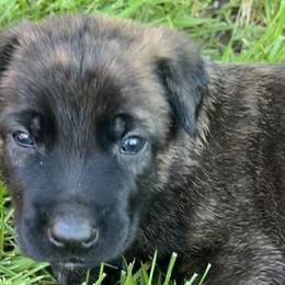Boy 3 - Dutch Shepherd puppy from North Mountain Dutch Shepherds