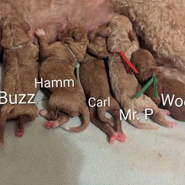 Goldendoodle puppies from Grandpaw's Golden Doodles