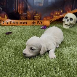 Cream Longhair Female - Cream female Dachshund puppy in Killeen, Texas from Southern Dachshunds